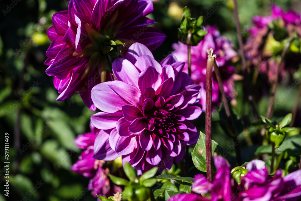 Lilac with white dahlia flower close-up. Flowers grow in the garden in the open. Lilac with white dahlia flower close-up. Flowers grow in the garden in the open.