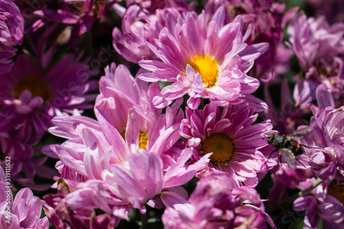 Pink chrysanthemum flowers close-up.  Flowers grow in the garden in the open.