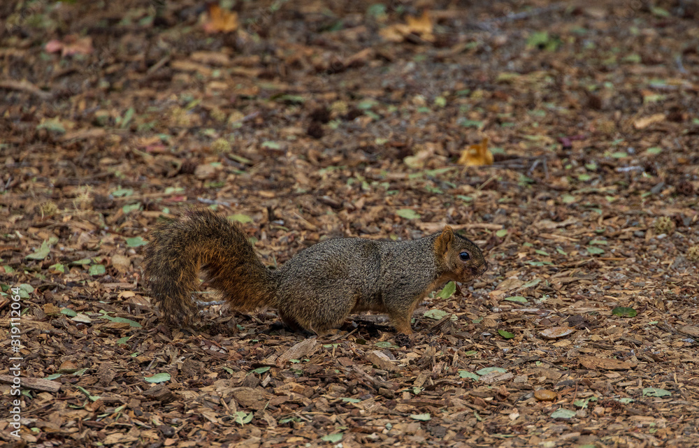 Squirrel on the ground Squirrel on the ground