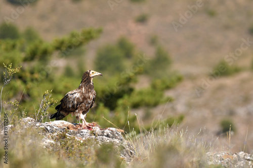 Wallpaper Mural alimoche Torontodigital.ca