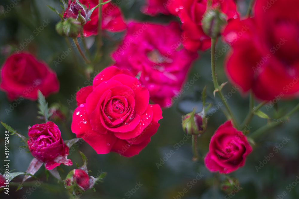 Beautiful roses in the garden after the rain Beautiful roses in the garden after the rain