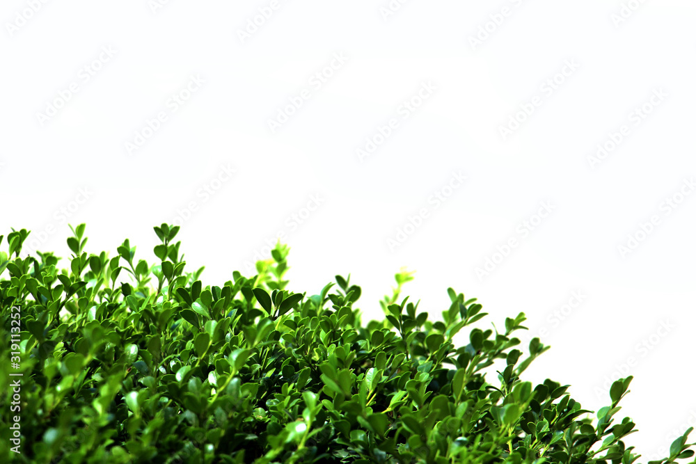 close-up of a branch of kut with green small leaves on a white background on a sunny summer hot day in the park close-up of a branch of kut with green small leaves on a white background on a sunny summer hot day in the park
