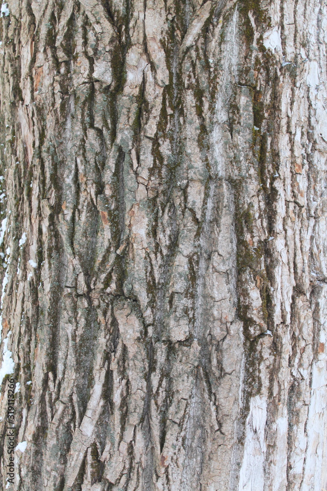 Old gray cracked wood bark texture. Tree trunk.
