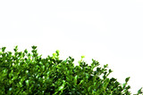 close-up of a branch of kut with green small leaves on a white background on a sunny summer hot day in the park