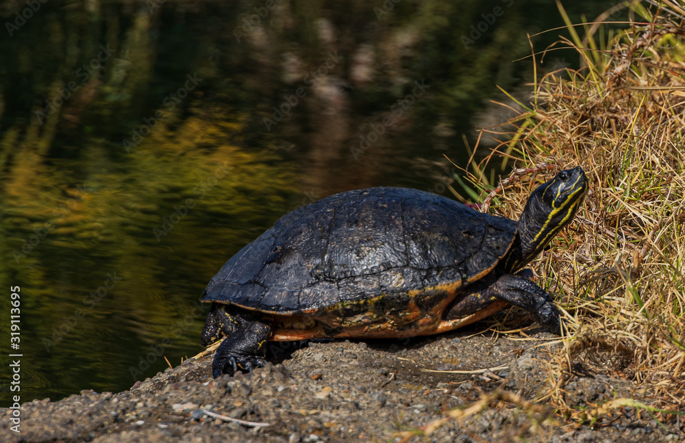 Fototapeta premium Turtle basking in the sun