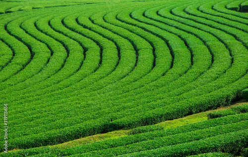 Landscape of green tea plantation,Leaves background texture