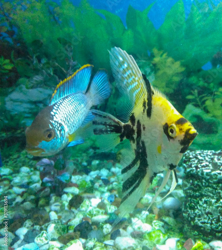 tropical fish in an aquarium