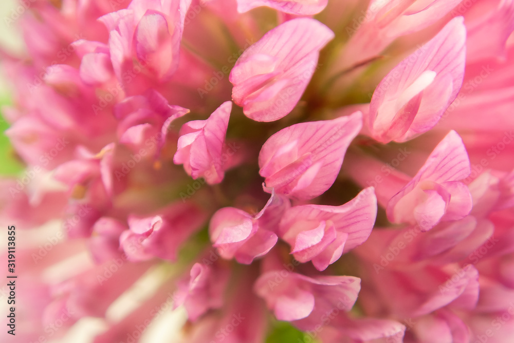 Pink clover petals