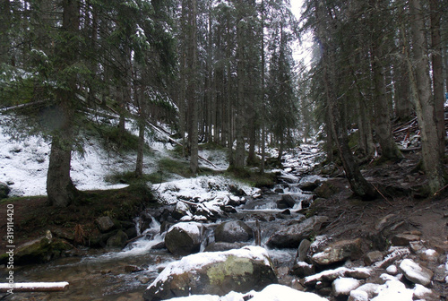 river in forest