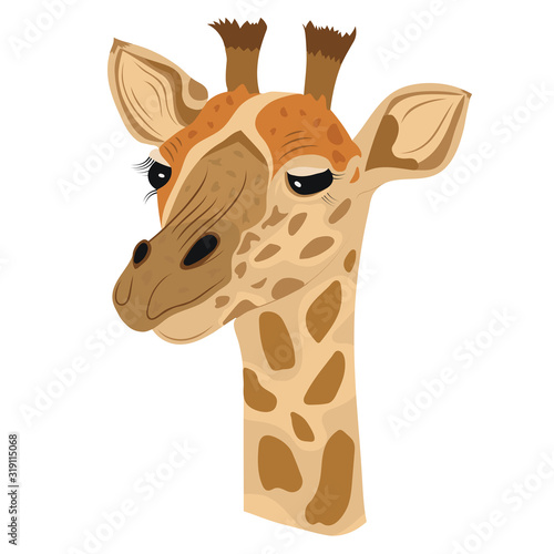 Vector giraffe isolated white background