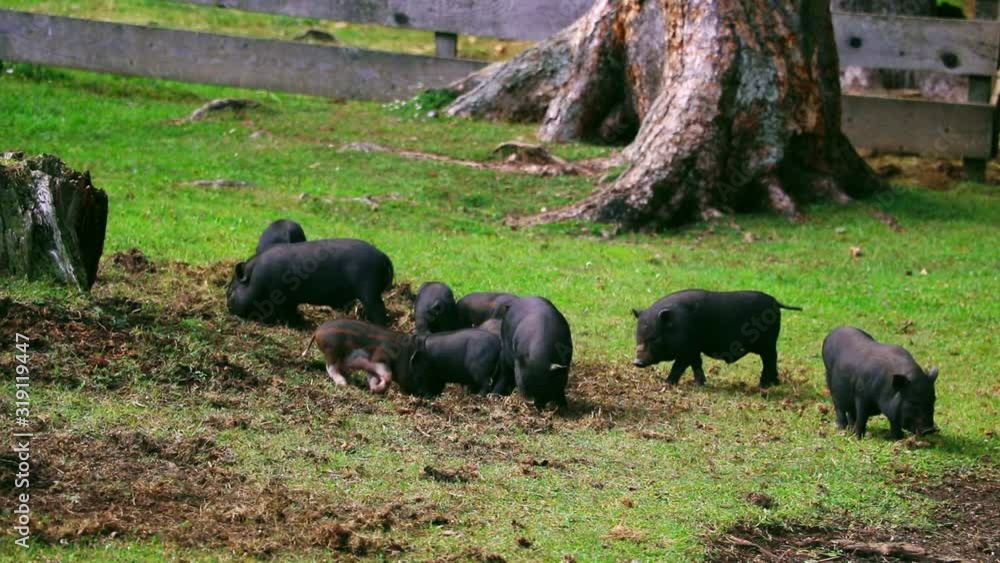 Group of piglets on a green grass lawn. They play, funny, cute pig. Digging ground. Concept of bio, animal health, friendship, love for nature, vegan and vegetarian style, ecology, livestock, farming, Group of piglets on a green grass lawn. They play, funny, cute pig. Digging ground. Concept of bio, animal health, friendship, love for nature, vegan and vegetarian style, ecology, livestock, farming,