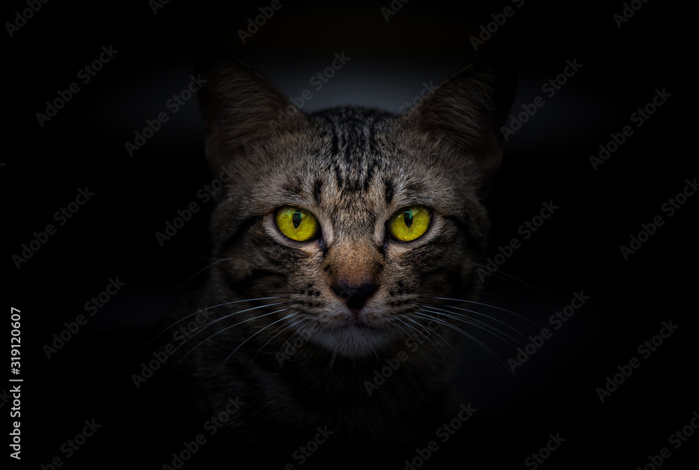 Cat in the dark night