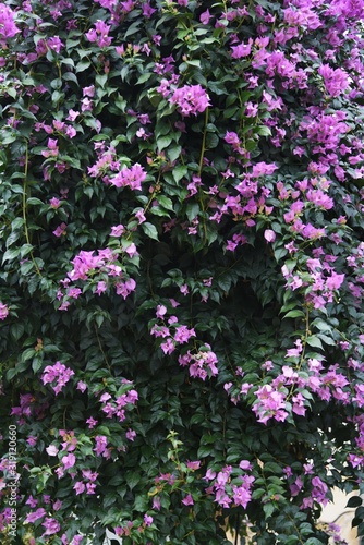 Bougainvillea is a vine that is brilliant and beautiful native to the South American rainforest  but has sharp thorns on its branches.