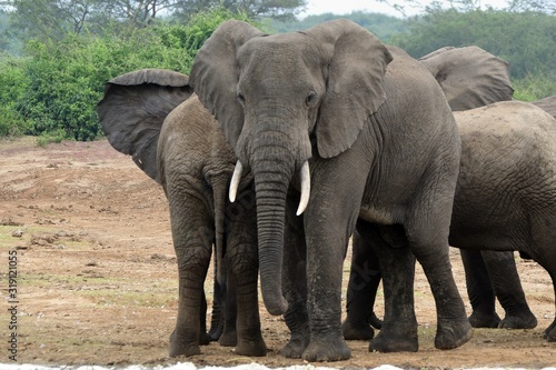 African elephant, Queen Elizabeth National Park, Uganda © nyiragongo