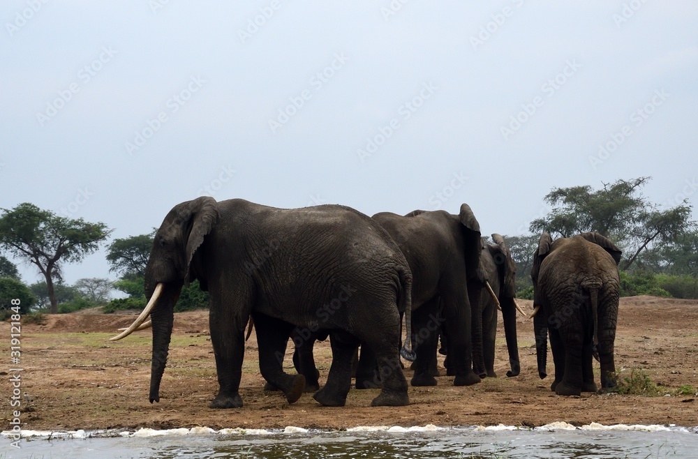 African elephant, Queen Elizabeth National Park, Uganda