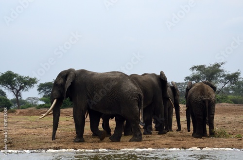 African elephant  Queen Elizabeth National Park  Uganda