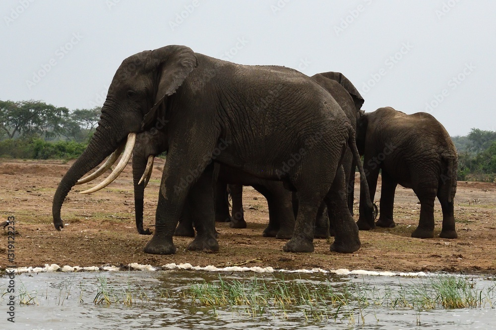 Fototapeta premium African elephant, Queen Elizabeth National Park, Uganda