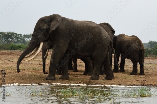 African elephant  Queen Elizabeth National Park  Uganda