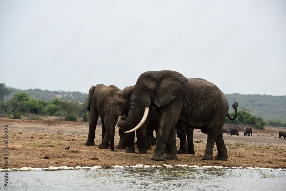 Fototapeta premium African elephant, Queen Elizabeth National Park, Uganda