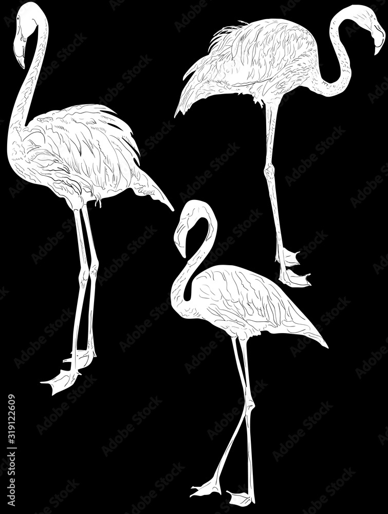 Obraz premium three white flamingo sketches isolated on black