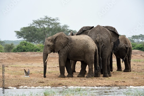 African elephant  Queen Elizabeth National Park  Uganda