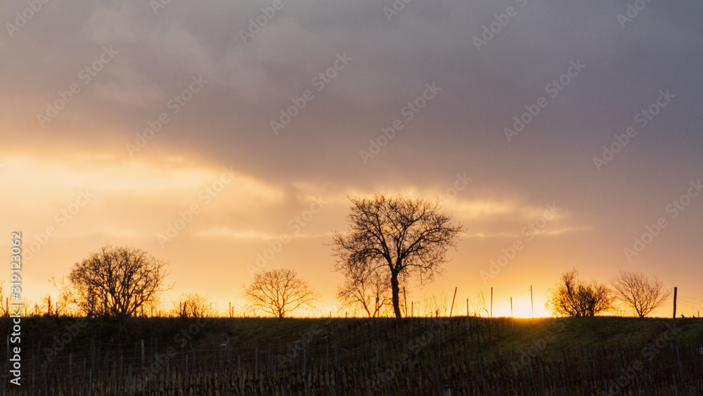 Naklejka premium Silhouettes of trees in winter sunset