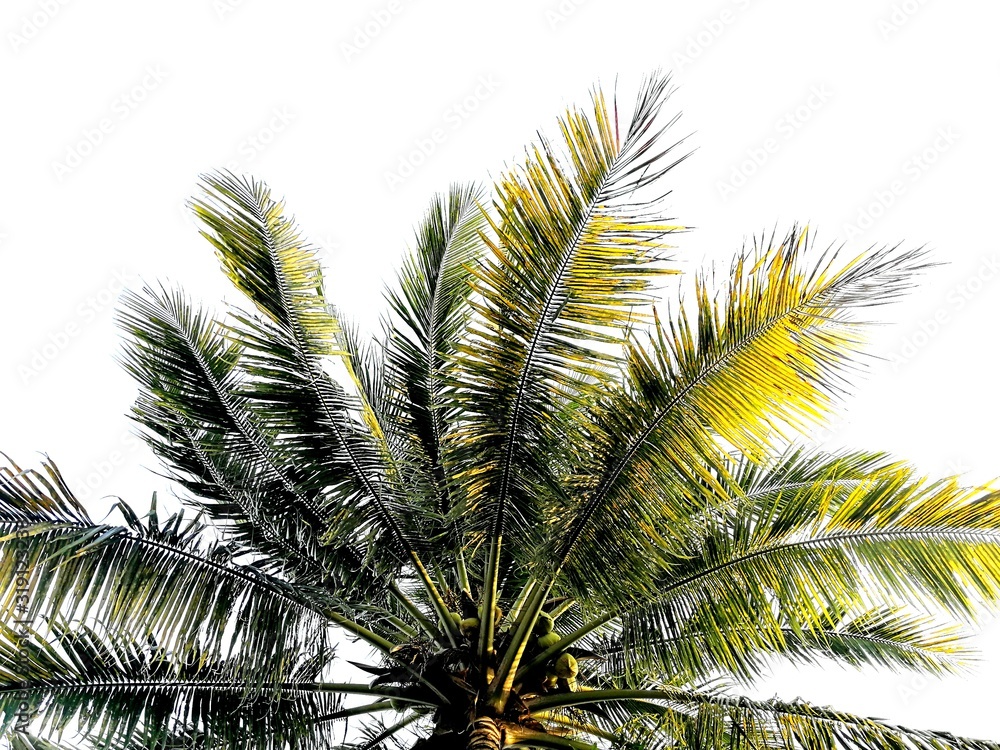 palm tree on white background of blue sky palm tree on white background of blue sky