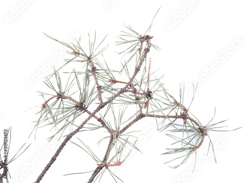 sprigs of pine on a white background