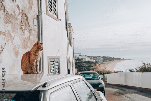 Cat sits on the top of a car rooftop overlooking the Algarve region of Portugal in Albuferia photo
