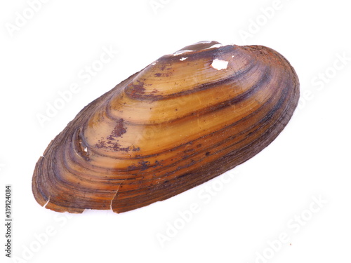 clam shell on a white background