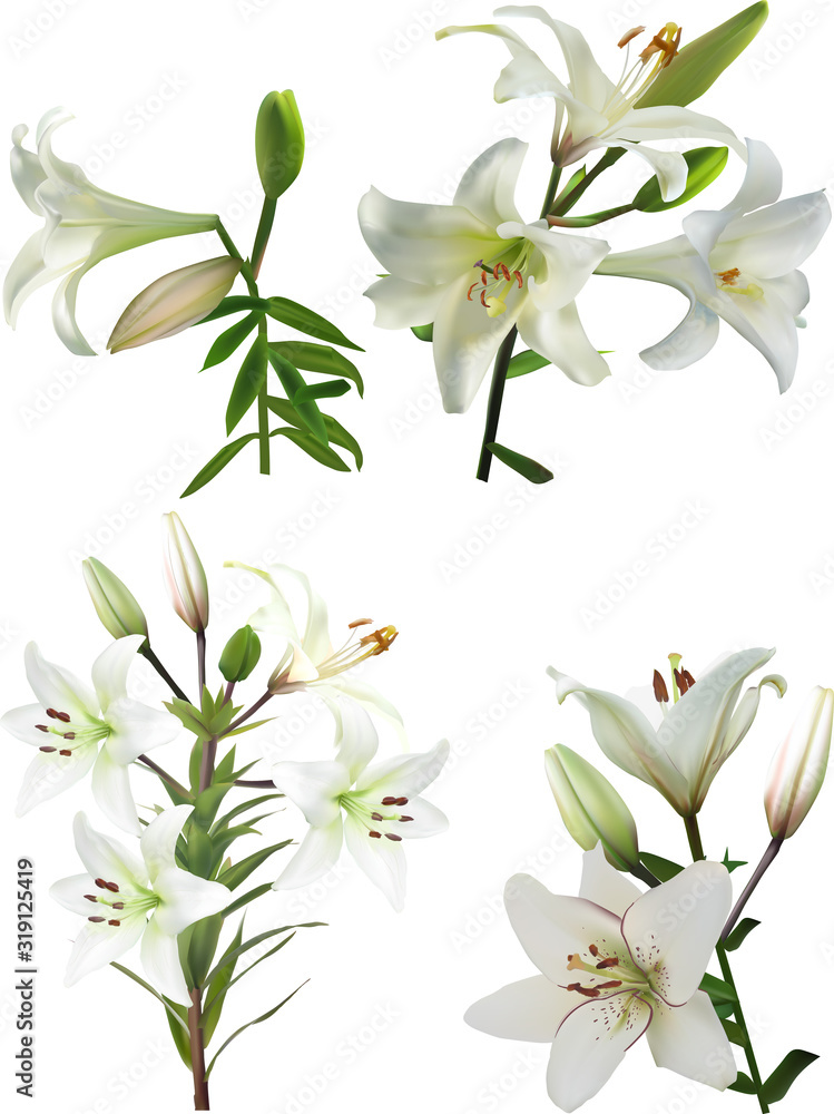 four isolated white lily blossoming branches