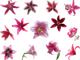 thirteen  pink lily blooms isolated on white