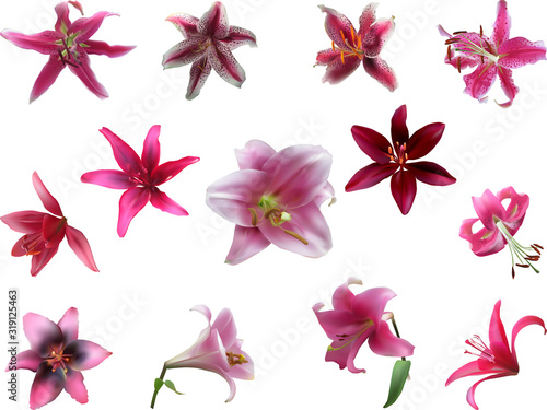 thirteen pink lily blooms isolated on white