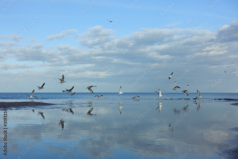 Seagulls on a sea scape with a blue sky