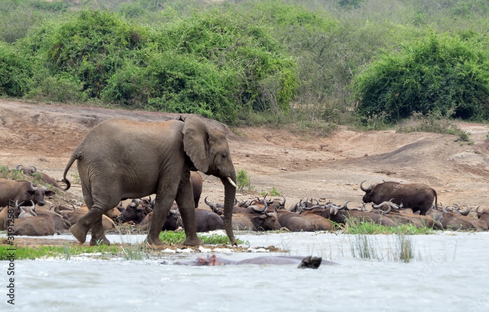 African elephant, Queen Elizabeth National Park, Uganda African elephant, Queen Elizabeth National Park, Uganda