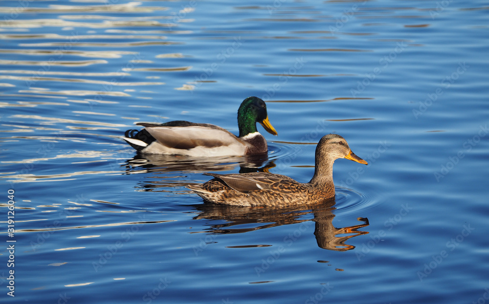 Fototapeta premium Mallard duck on the lake