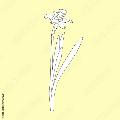 Monochrome narcissus on a yellowish background. Can be used for postcards, invitations, advertising, web, textile and other. 