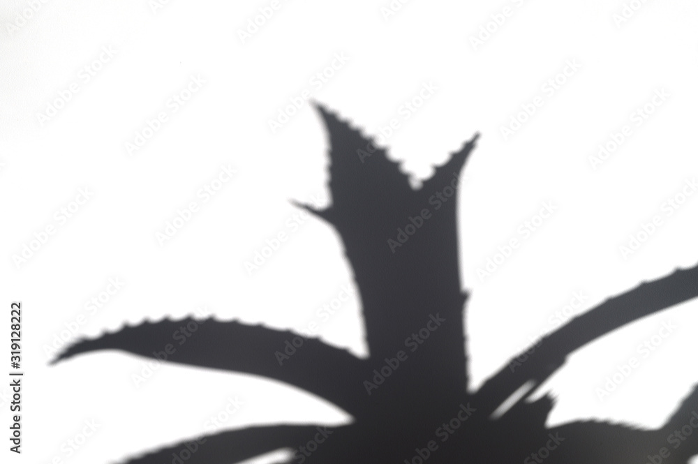 shadow of aloe Vera on a white wall shadow of aloe Vera on a white wall