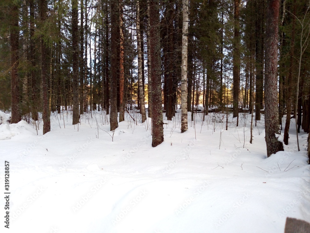 Fototapeta premium forest in winter