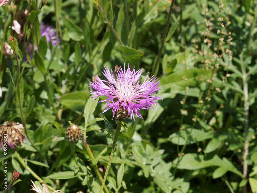 (Centaurea jacea) La centaurée jacée ou bleuet rose aux capitules de petites fleurs rose pourpre au sommet d'une tige (Centaurea jacea) La centaurée jacée ou bleuet rose aux capitules de petites fleurs rose pourpre au sommet d'une tige