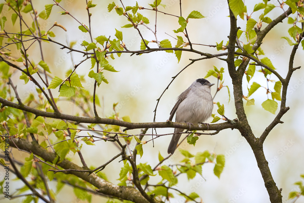 Obraz premium Eurasian Blackcap Male Singing,Spring Season (Sylvia atricapilla)
