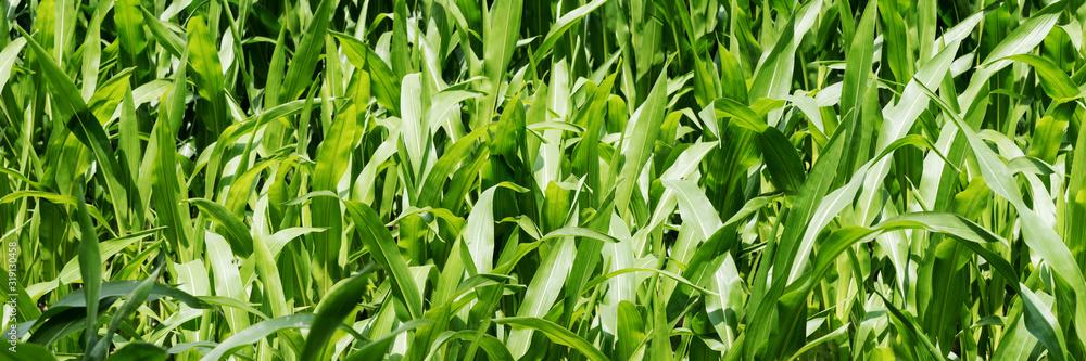 Young maize field from above, natural background Young maize field from above, natural background