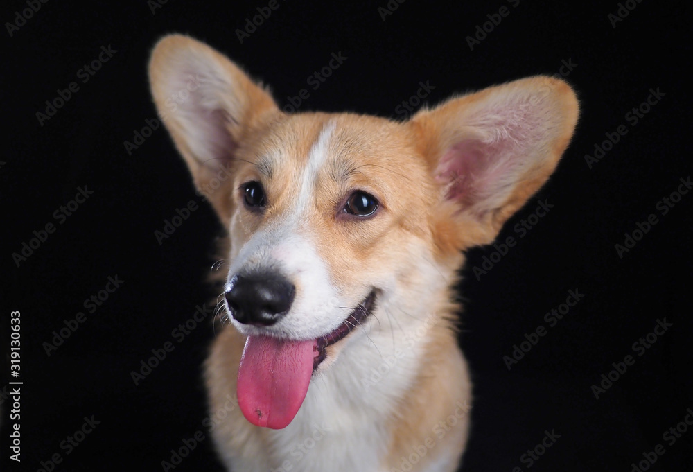 Corgi dog on a black background Corgi dog on a black background