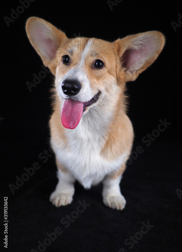 Corgi dog on a black background