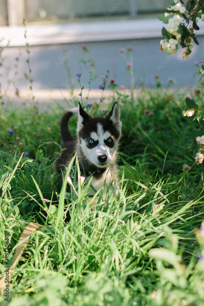 Little husky dog at green grass Little husky dog at green grass