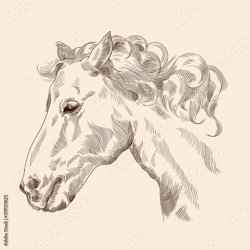 Horse head drawing with mane in vintage style on a beige background. Close-up.