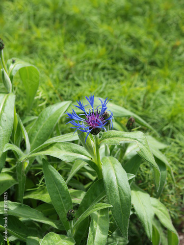 (Centaurea montana) La centaurée des montagnes ou bleuet vivace aux fleurs bleue-rose en cyme bordurée de cils noirs photo