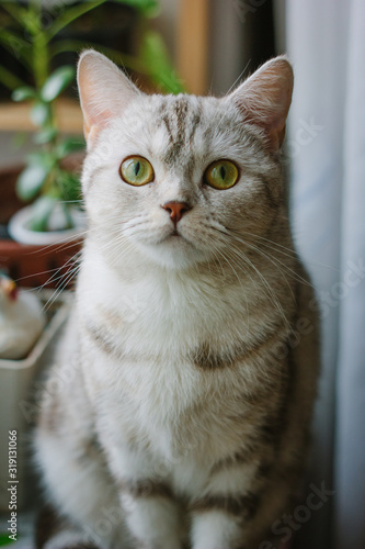 Portrait of beautiful gray scottish straight cat