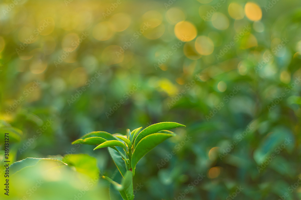 close up fresh tea bud field defocus background yellow gold bokeh sunlight scene. close up fresh tea bud field defocus background yellow gold bokeh sunlight scene.