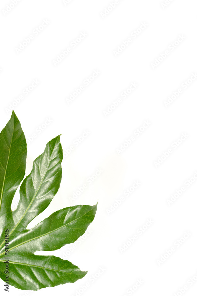 Green aralia leaf on white background with copy space Green aralia leaf on white background with copy space